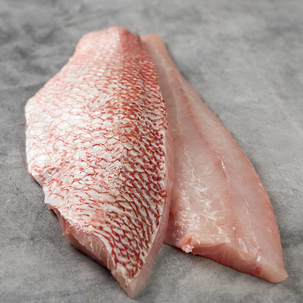 Red Snapper