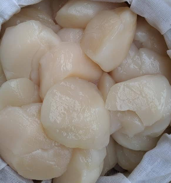Dry Pack Scallops Fresh North Atlantic