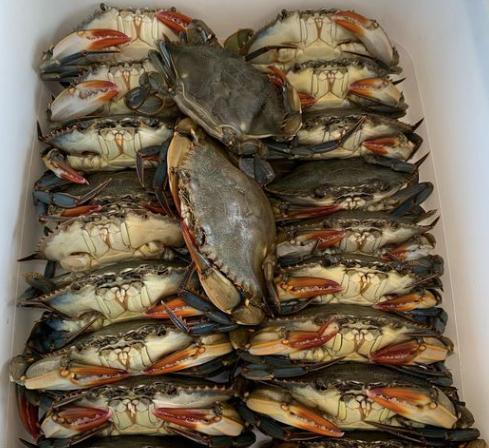 Live Soft Shells Crabs Madden's Seafood Market Raleigh NC