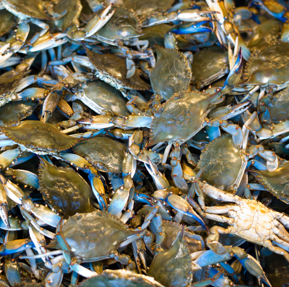 Live Blue Crabs Madden's Seafood Market Raleigh NC