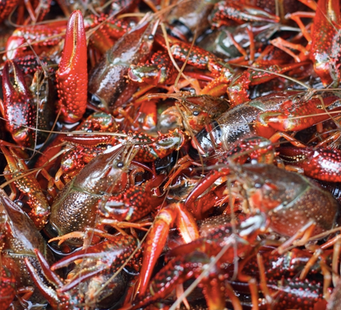 Live Crawfish Madden's Seafood Market Raleigh NC